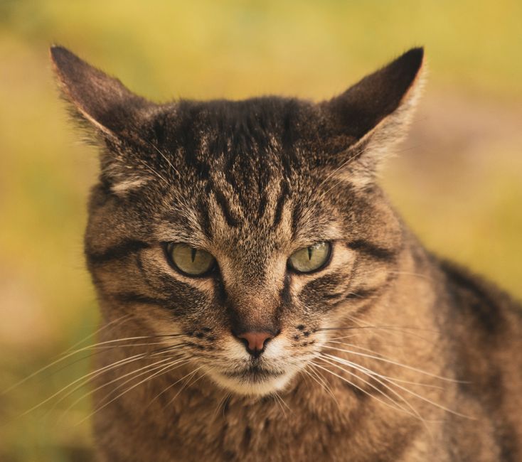 猫の自動給餌器の選び方|留守番・食べすぎ防止で失敗しない5つのチェック点