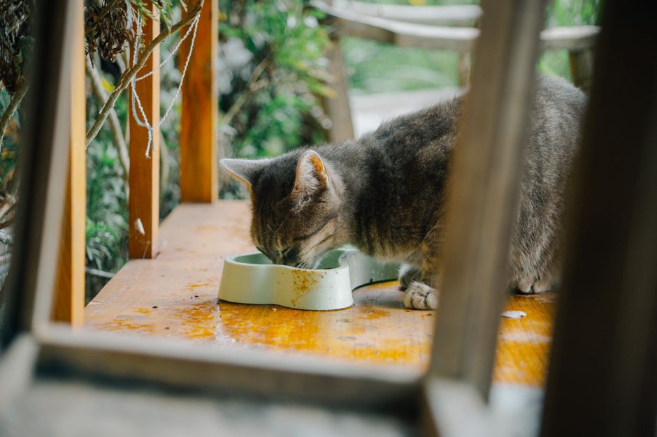猫の食器は陶器とステンレスどっちがいい?衛生面・吐き戻し対策で比較