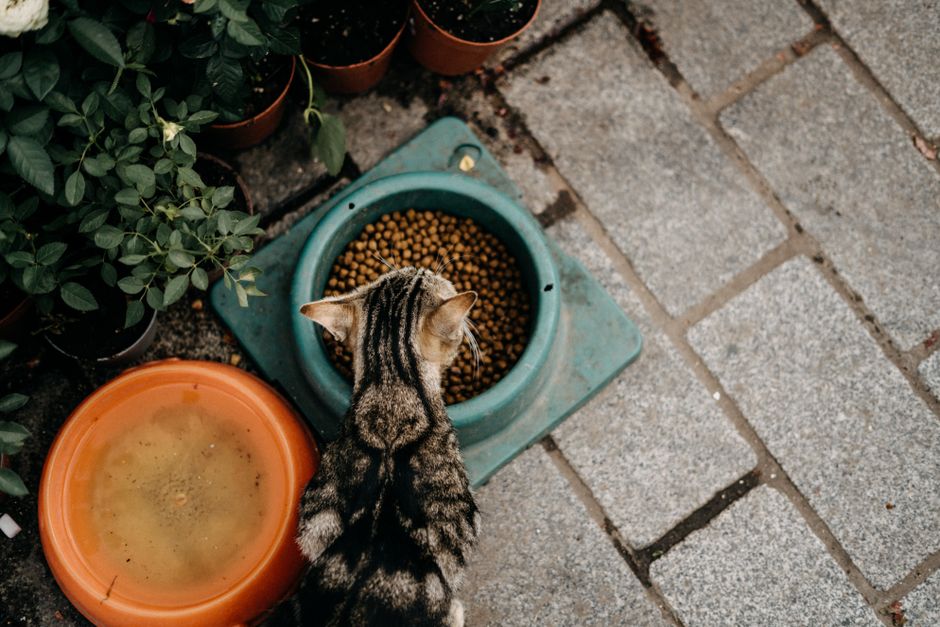 猫の食器は高さが大事｜食べやすい傾斜つきフードボウル5選と選び方のコツ