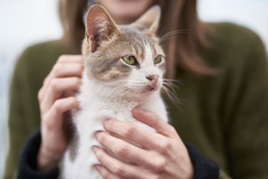 猫の毛づやがパサパサ…ごはんの見直しで改善したい飼い主さんへ