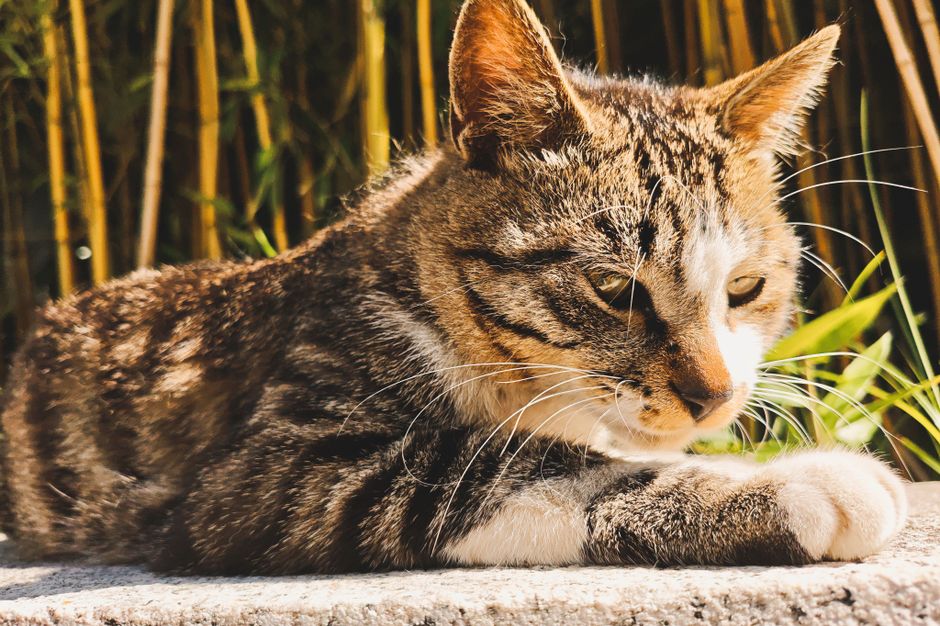 ç«ã®ããŒãããŠã«ã¯ãã²ãåœãããªã圢ãïœæµ
ãã»åºå£ã®éžã³æ¹ãšå®äŸ