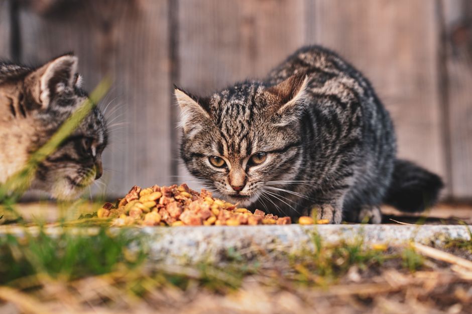 猫のフードを冷蔵保存する容器の選び方|ウェット・ドライ別の衛生的な保管術