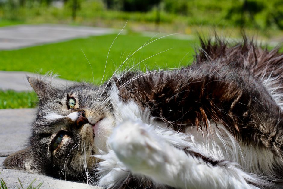 猫が毛玉をよく吐くのはなぜ?フードとケアでできる対策をやさしく解説