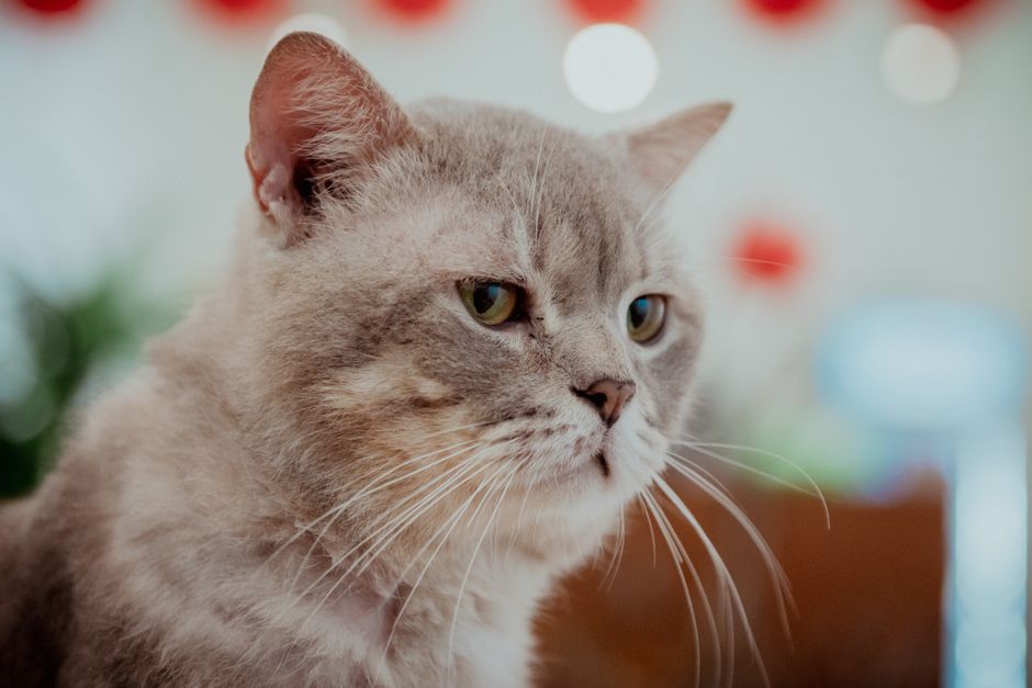 猫の血尿がトイレで気になる…原因とフード見直しでできるやさしいケア