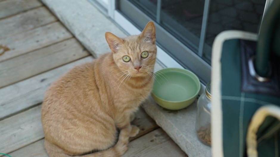 猫の腎臓の数値が気になる…毎日のごはんで今できることを獣医相談とあわせて解説
