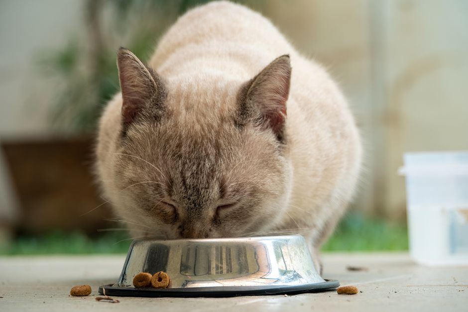 猫のおしっこが出にくい…と感じたら|フード見直しでできる尿路ケア