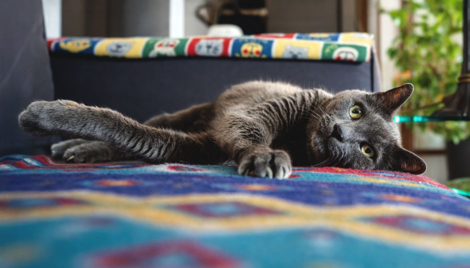 モーター音が苦手な猫にも|循環式の静音給水器の選び方とおすすめ5選