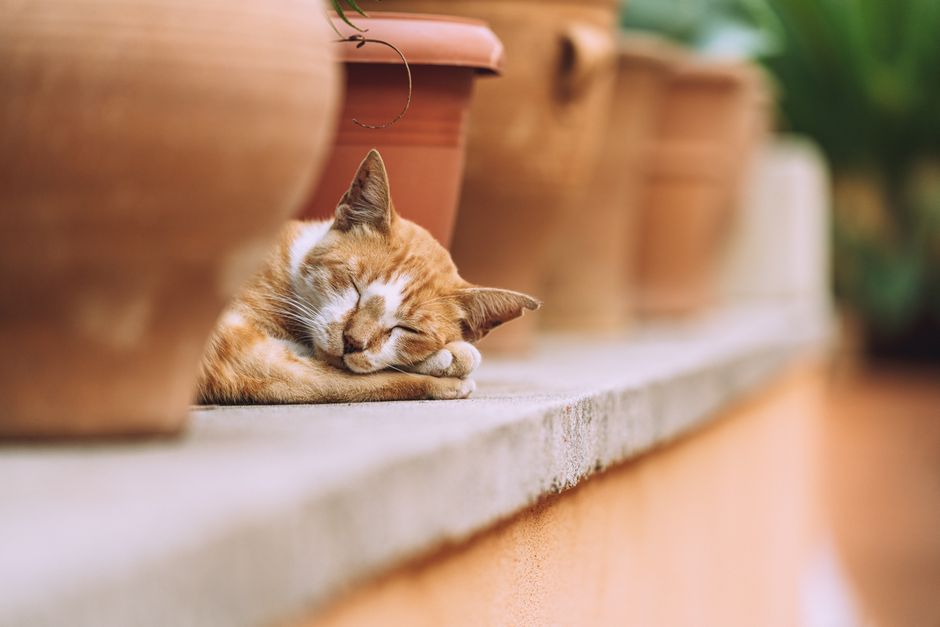 シニア猫の腎臓が心配…水をよく飲む・痩せてきた愛猫への腎臓ケアフードの選び方